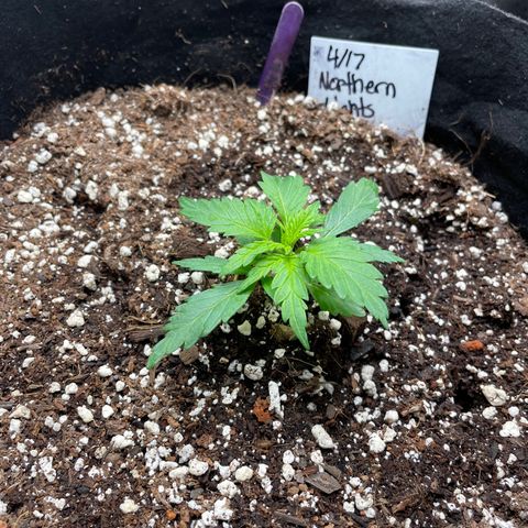 Northern Lights #1 growlog photo: Next watering in 2-3 days will be a normal vegetative watering mix.