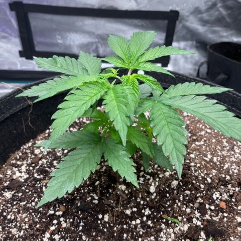 Scream Cream #1 growlog photo: Topped + lightly watered with jellyfish
