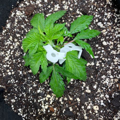 Northern Lights #1 growlog photo: This is a weird weird plant. It was a single seed, not conjoined. However, since it’s come out of the rockwool cube, it’s had two main stems. It was not topped. I know this looks janky but I’m hoping it turns out alright in the end. Gotta start training it so both main stems can grow, seems right now it just wants to get all tangly. 

