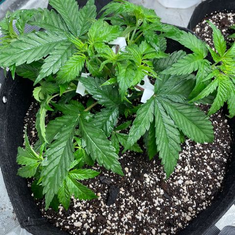 Scream Cream #1 growlog photo: Received a QT of veg mix, QT of silica water, & a QT of compost tea