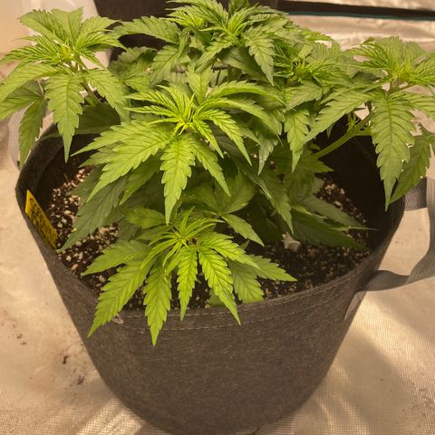 Scream Cream #1 growlog photo: Doing great so far with everything I’ve thrown at her! 