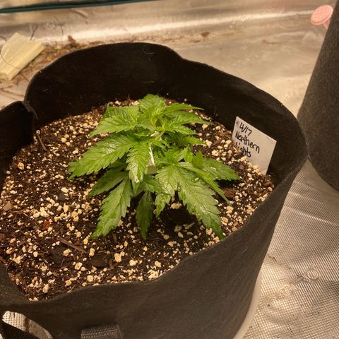 Northern Lights #1 growlog timeline photo