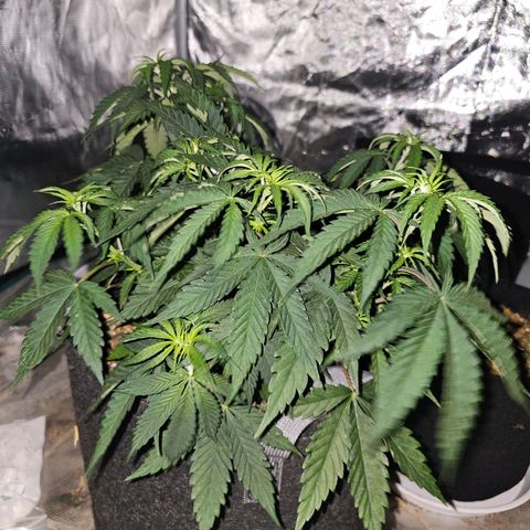 Scream Cream #1 growlog photo: Water again on Monday. 
