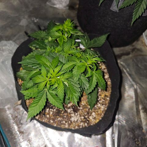 Northern Lights #1 growlog photo: Staying pretty small, but looking healthy overall. Still think it is 2 plants that grew conjoined out of one seed somehow. 