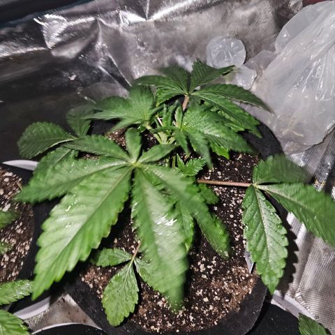 Purple Graper #1 growlog photo: LST has begun