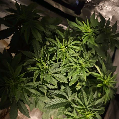 Northern Lights #1 growlog photo: These first 3 pics are of the same plant, the main one in Veg. The last pic is of the transplanted Northern Lights clone into a 3 gallon