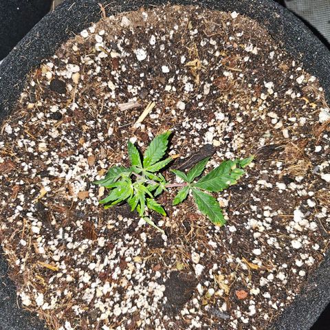 Northern Lights #1 growlog timeline photo