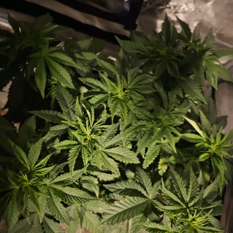 Northern Lights #1 growlog photo: These first 3 pics are of the same plant, the main one in Veg. The last pic is of the transplanted Northern Lights clone into a 3 gallon