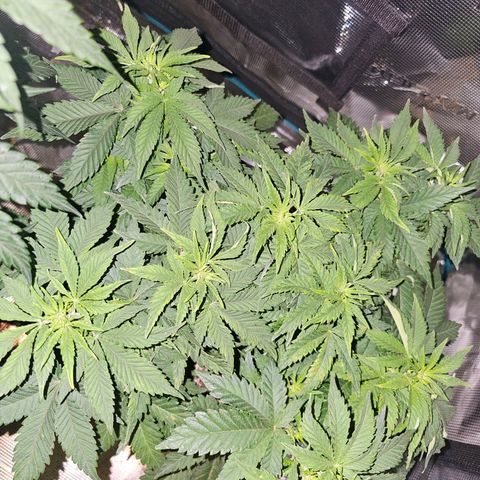 Northern Lights #1 growlog photo: These first 3 pics are of the same plant, the main one in Veg. The last pic is of the transplanted Northern Lights clone into a 3 gallon