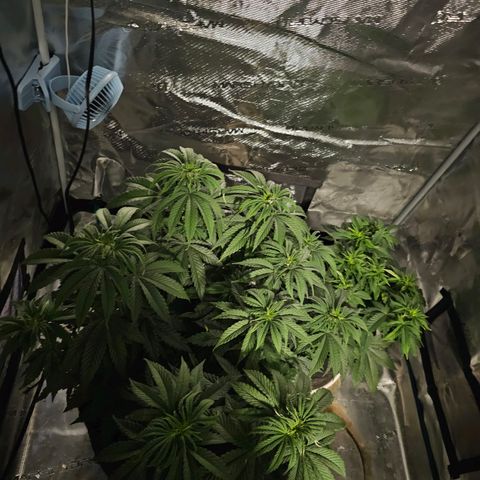 Scream Cream #1 growlog photo: Move the Northern Lights and Scream Cream into the 3x3 under the Mars Hydro FCE3000 w/3 added 100watt red spectrum bulbs to hopefully build some fat juicy nugs