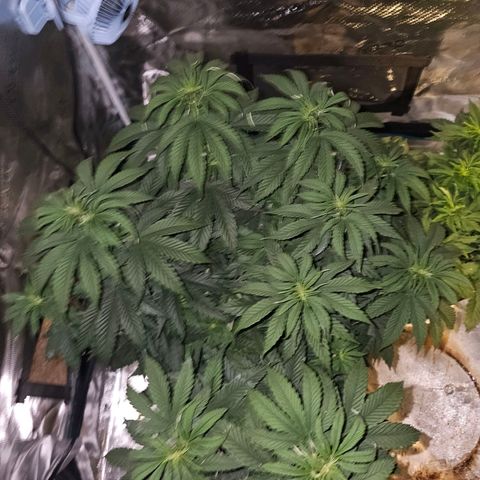 Scream Cream #1 growlog photo: Move the Northern Lights and Scream Cream into the 3x3 under the Mars Hydro FCE3000 w/3 added 100watt red spectrum bulbs to hopefully build some fat juicy nugs