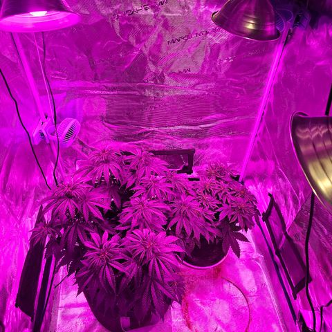Scream Cream #1 growlog photo: Move the Northern Lights and Scream Cream into the 3x3 under the Mars Hydro FCE3000 w/3 added 100watt red spectrum bulbs to hopefully build some fat juicy nugs