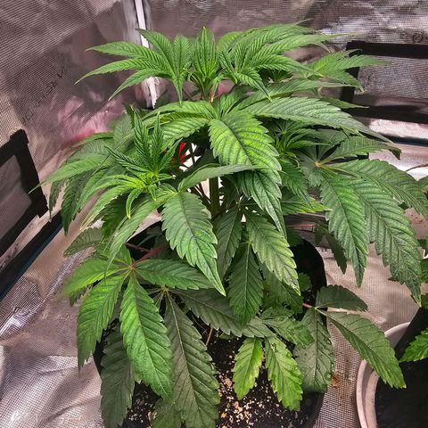 Purple Graper #1 growlog photo: Minor LST today + veg feed