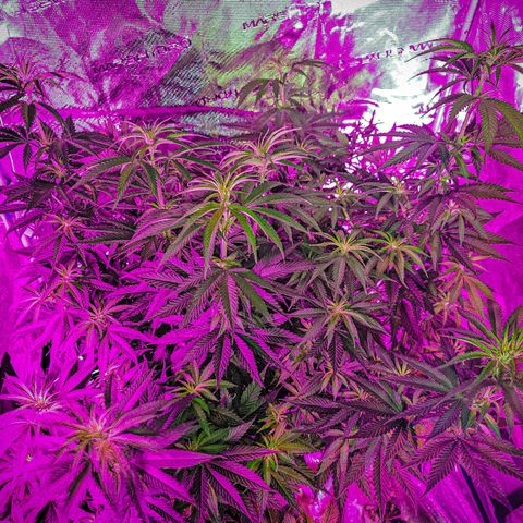 Scream Cream #1 growlog photo: Probably closer to day 10 of flower. Timer was janky first week.