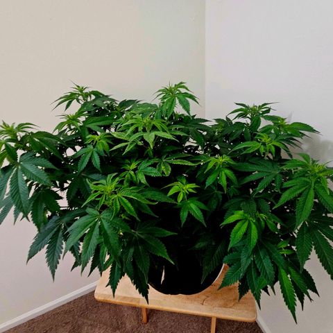 Northern Lights #1 growlog timeline photo