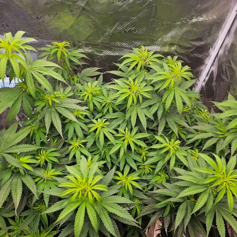Scream Cream #1 growlog timeline photo