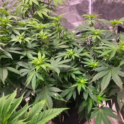Northern Lights #1 growlog timeline photo