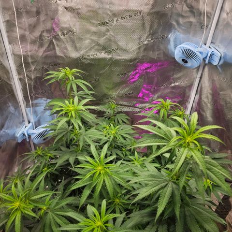 Scream Cream #1 growlog timeline photo