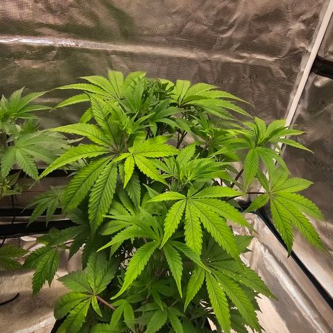 Purple Graper #1 growlog timeline photo