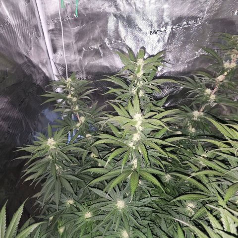 Scream Cream #1 growlog photo: She is smelly like fruity gummy candy