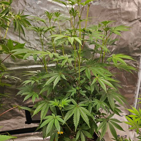 Purple Graper #1 growlog timeline photo