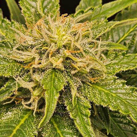 Northern Lights #1 growlog photo: Getting close