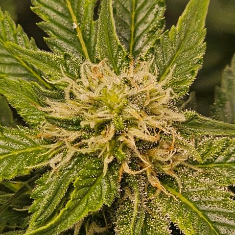 Northern Lights #1 growlog photo: Getting close