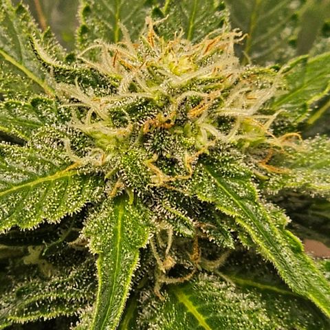 Northern Lights #1 growlog photo: Getting close