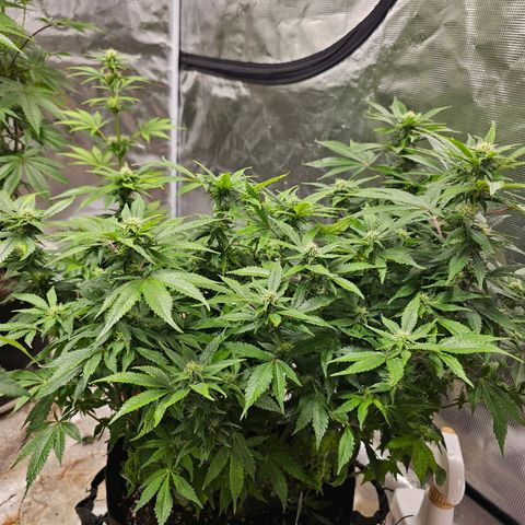 Northern Lights #1 growlog photo: Getting close