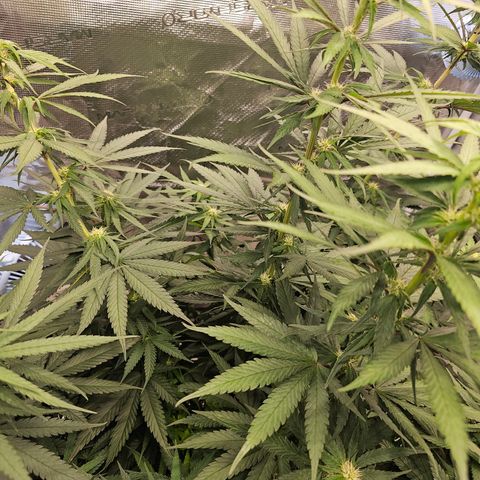 Scream Cream #1 growlog timeline photo