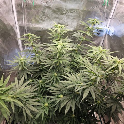 Scream Cream #1 growlog timeline photo