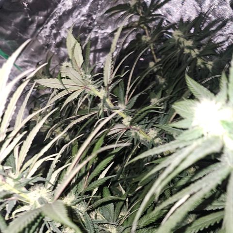 Scream Cream #1 growlog timeline photo