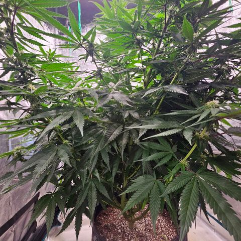 Scream Cream #1 growlog timeline photo