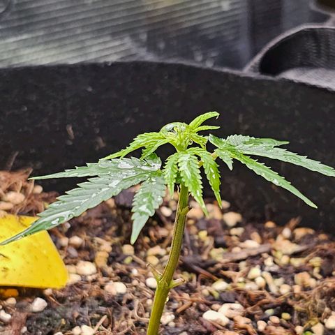 Scream Cream #1 growlog photo: 1 of the rooted clones
