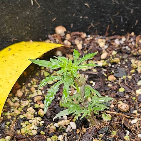 Northern Lights #1 growlog photo: Think I accidentally topped thise clone but seemed to be recovering A-okay. The green has been taken care of by the way, pic is a few days old. 