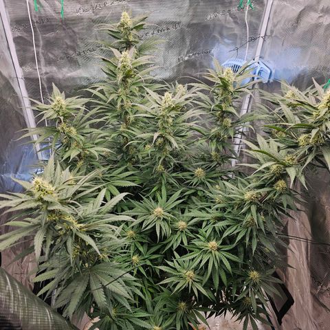 Scream Cream #1 growlog timeline photo