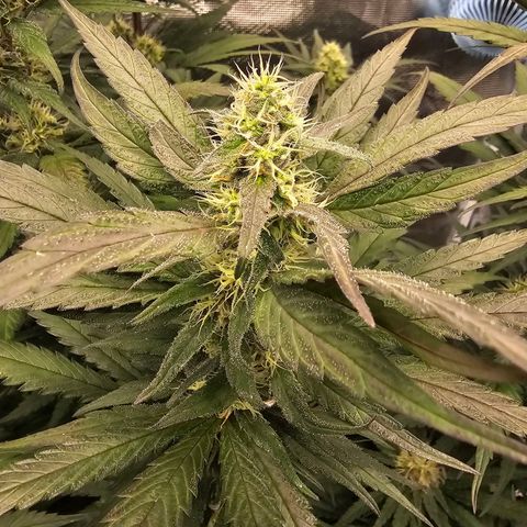 Scream Cream #1 growlog timeline photo