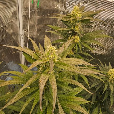Scream Cream #1 growlog timeline photo