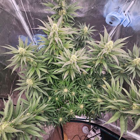 Scream Cream #1 growlog timeline photo