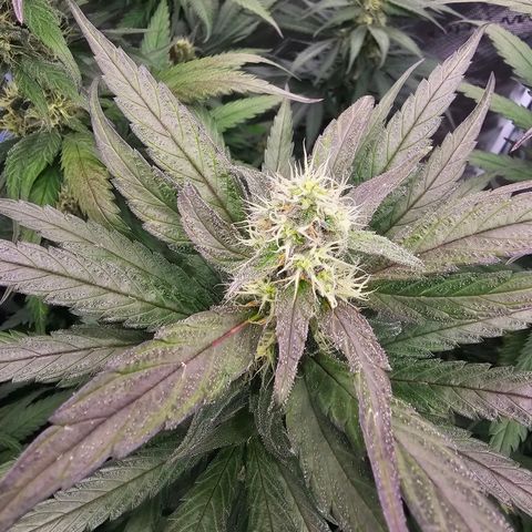 Scream Cream #1 growlog timeline photo