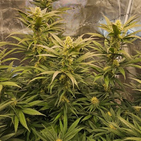 Scream Cream #1 growlog timeline photo