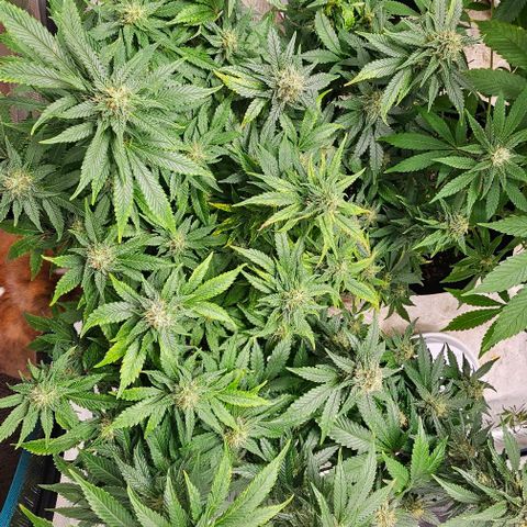 Northern Lights #1 growlog timeline photo