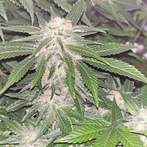 Northern Lights #1 growlog timeline photo