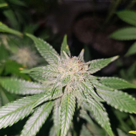 Northern Lights #1 growlog timeline photo