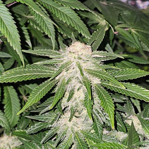 Northern Lights #1 growlog timeline photo