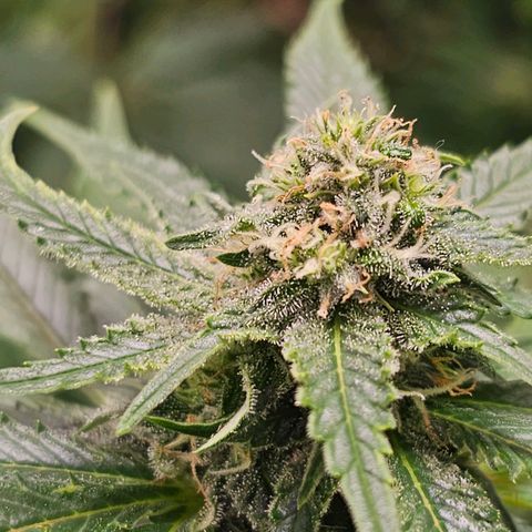 Northern Lights #1 growlog timeline photo