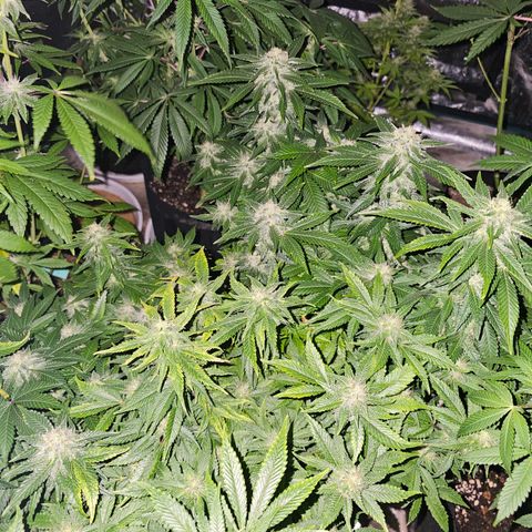 Northern Lights #1 growlog timeline photo
