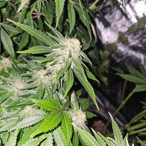 Northern Lights #1 growlog timeline photo