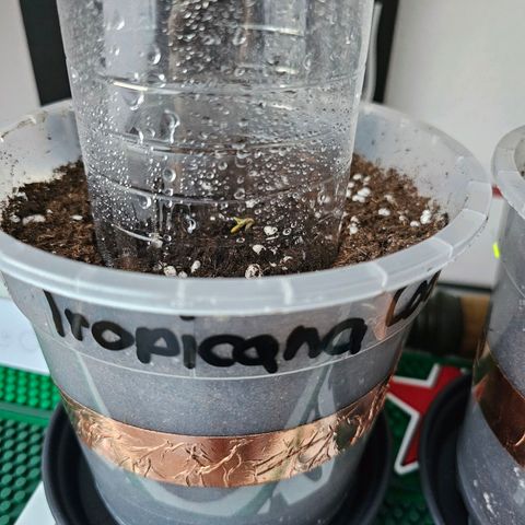 Vx Tropicana Cookies growlog timeline photo