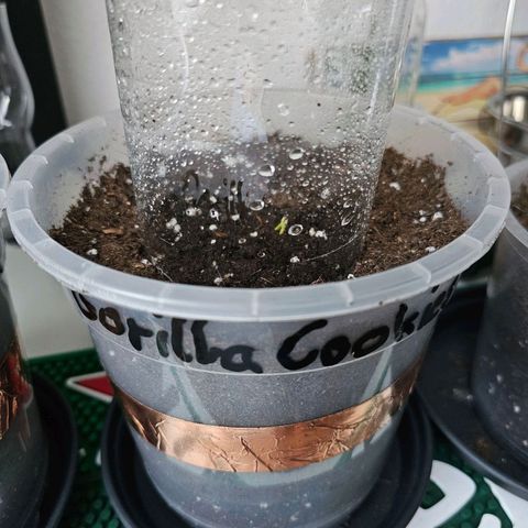 Vx Gorilla Cookies growlog timeline photo